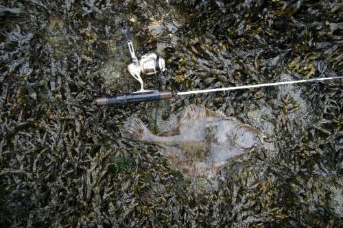 Image of Starry flounders