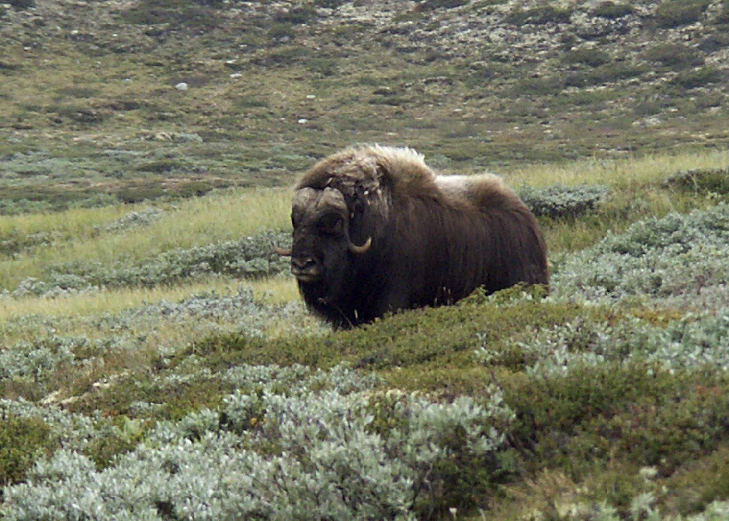 Image of muskox