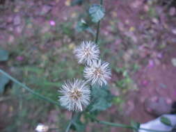 Image of ironweed