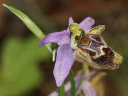 Image of Ophrys fuciflora subsp. heterochila