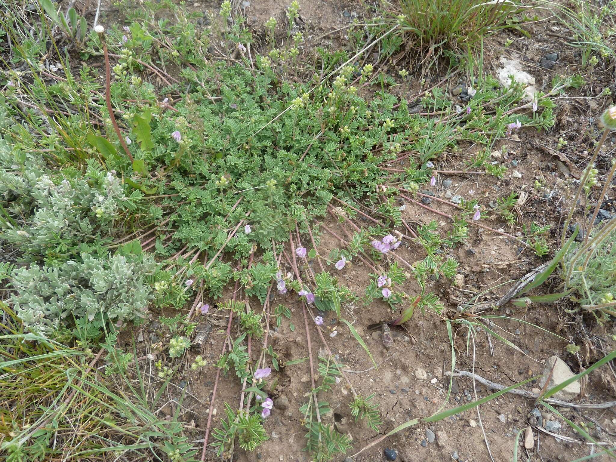 Sivun Astragalus vexilliflexus Sheldon kuva