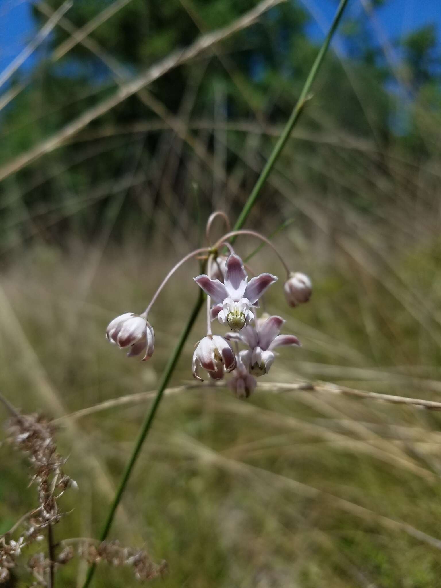 Image of Carolina milkweed