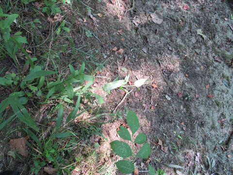 Image of lowland beardtongue