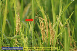 Imagem de Oryza sativa L.