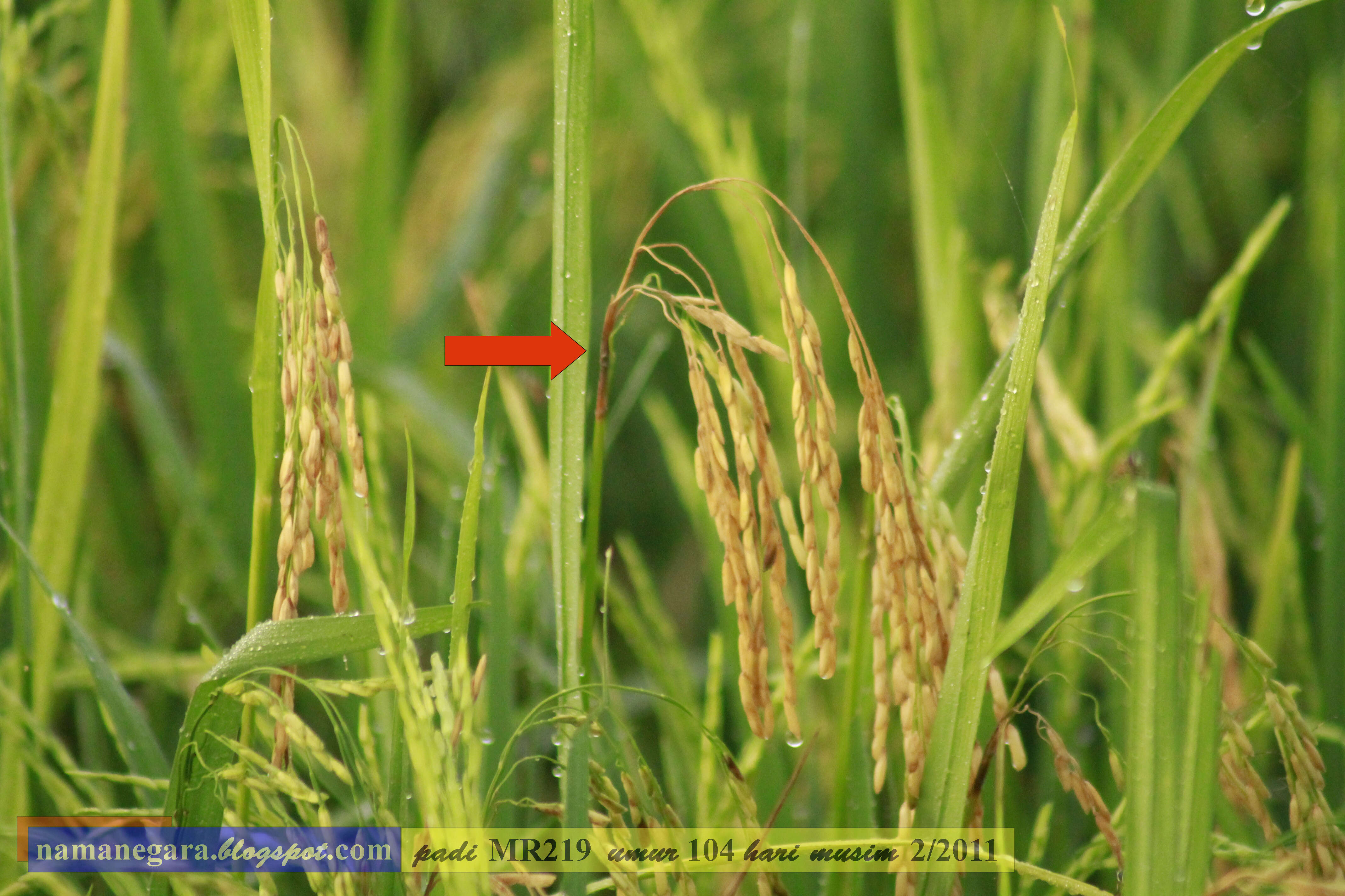 Image of rice