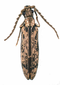 Image of Prolixocupes
