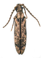 Image of Prolixocupes