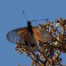 Acraea igati Boisduval 1833 resmi