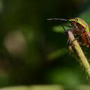 Image de <i>Poecilocoris lewisi</i>