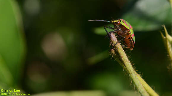 صورة <i>Poecilocoris lewisi</i>