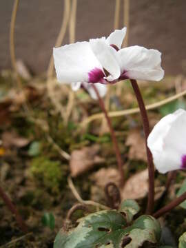 Image of Cyclamen coum Miller