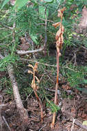 Image of Vreeland's coralroot