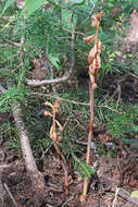 Image de Corallorhiza striata var. vreelandii (Rydb.) L. O. Williams