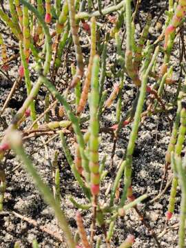 Sivun Salicornia ambigua Michx. kuva