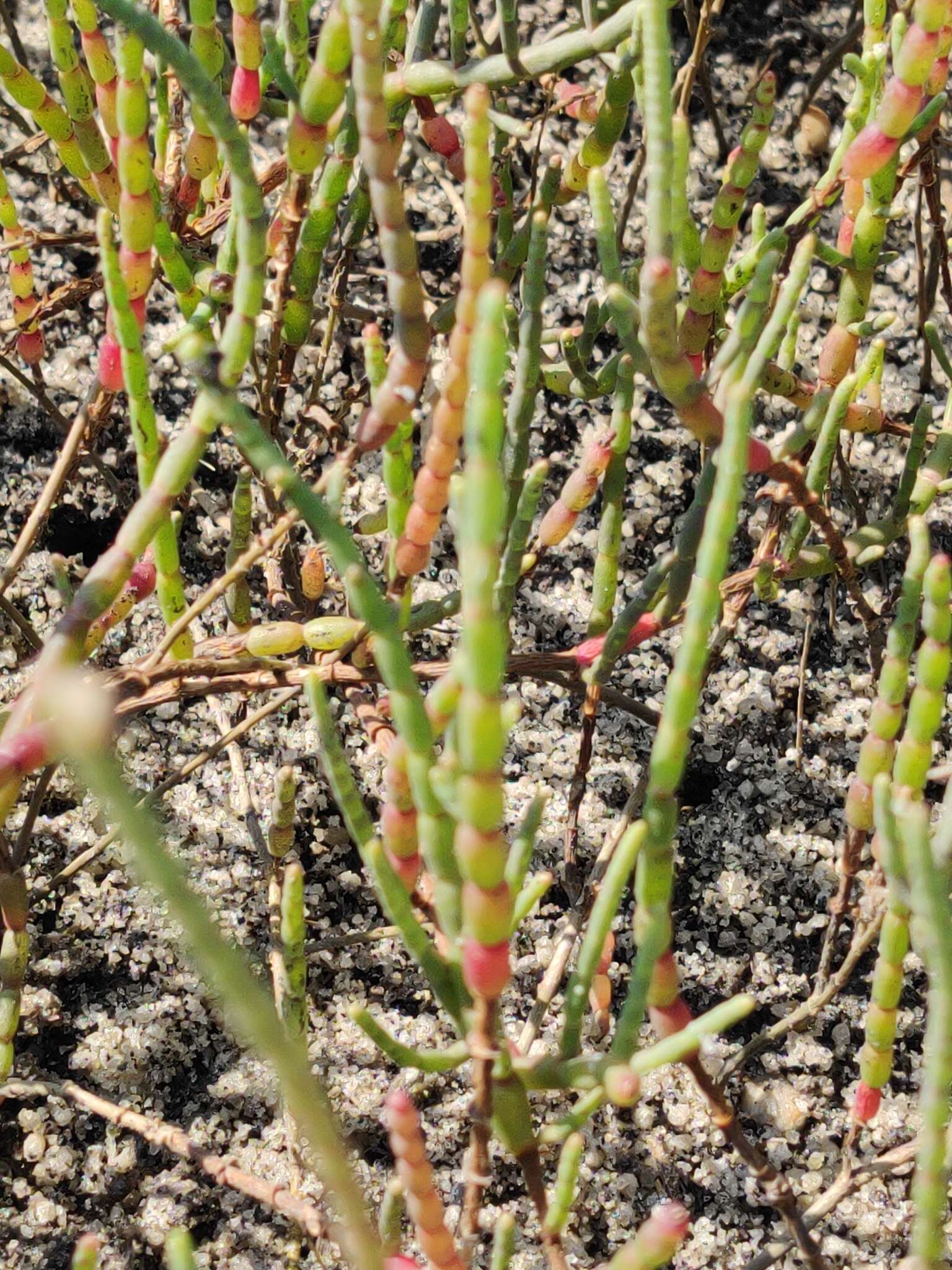 Image of Chickenclaws