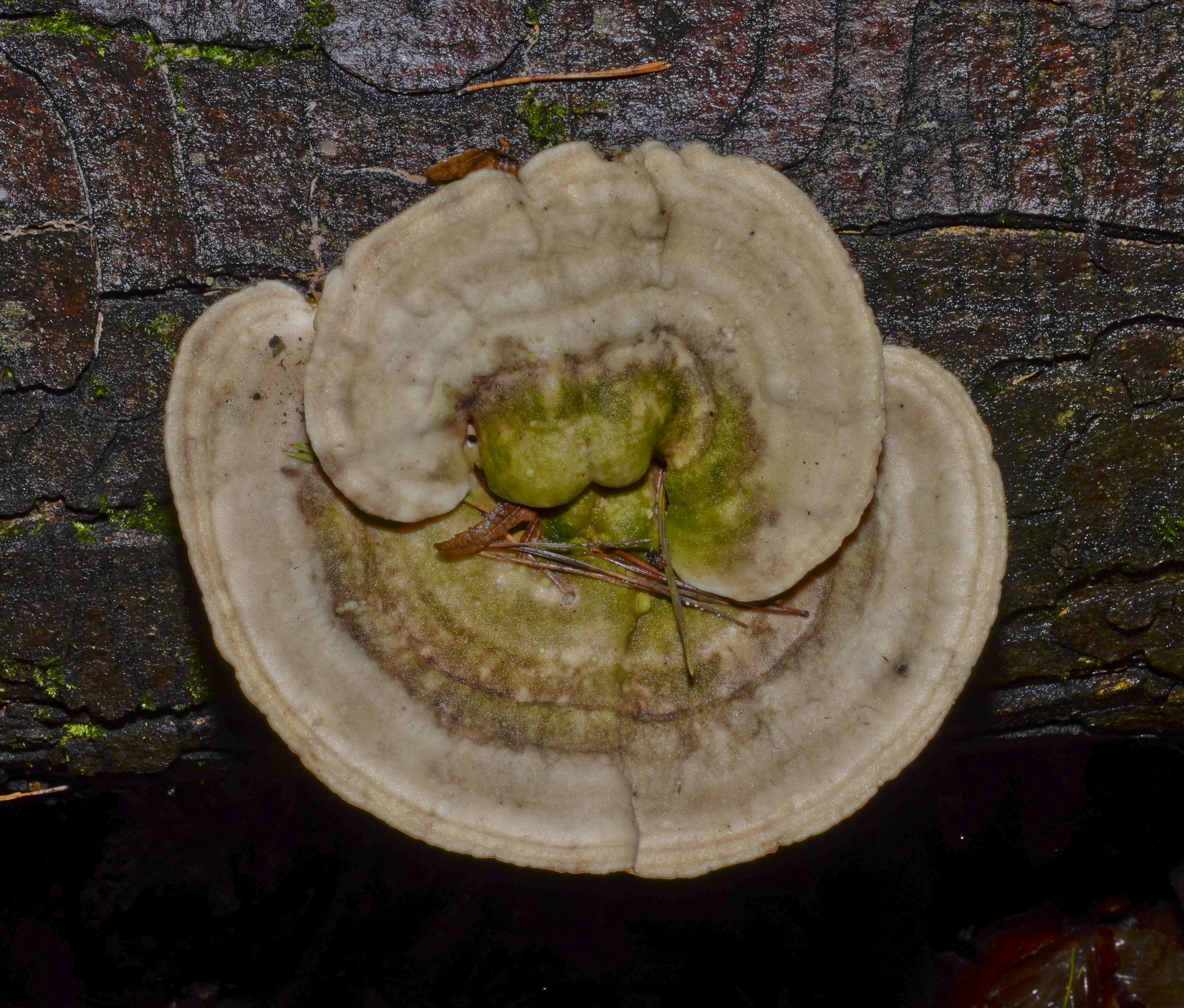 Image of Trametes gibbosa (Pers.) Fr. 1838