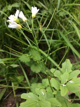 Слика од Cardamine amara L.