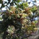 Image of Monotoca elliptica (Smith) R. Br.