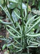 Image of Pteris ensiformis var. victoriae Bak.