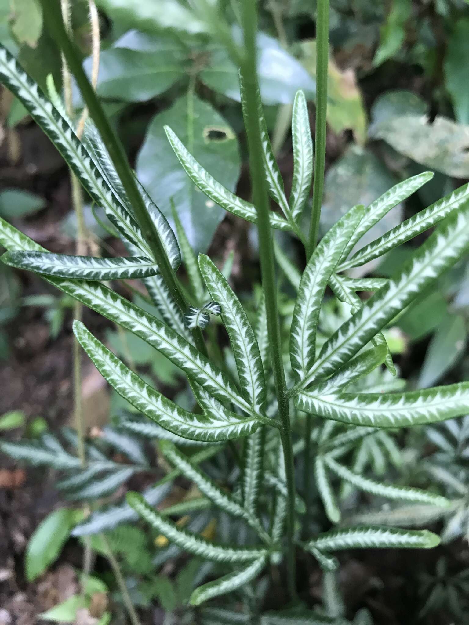 Image of Pteris ensiformis var. victoriae Bak.