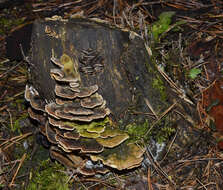 Image of Turkey Tail