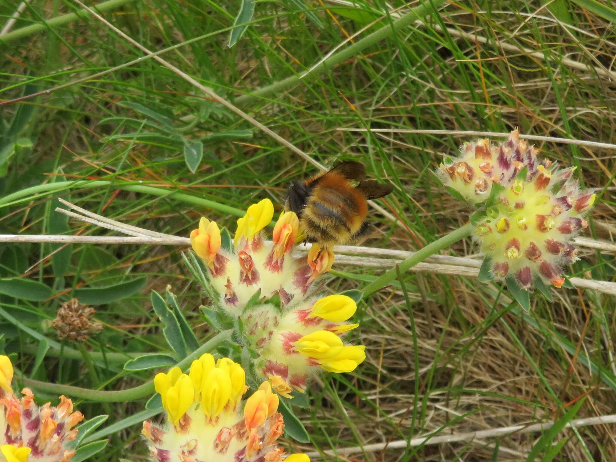 Imagem de Bombus muscorum (Linnaeus 1758)