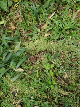 Image of plains bristlegrass