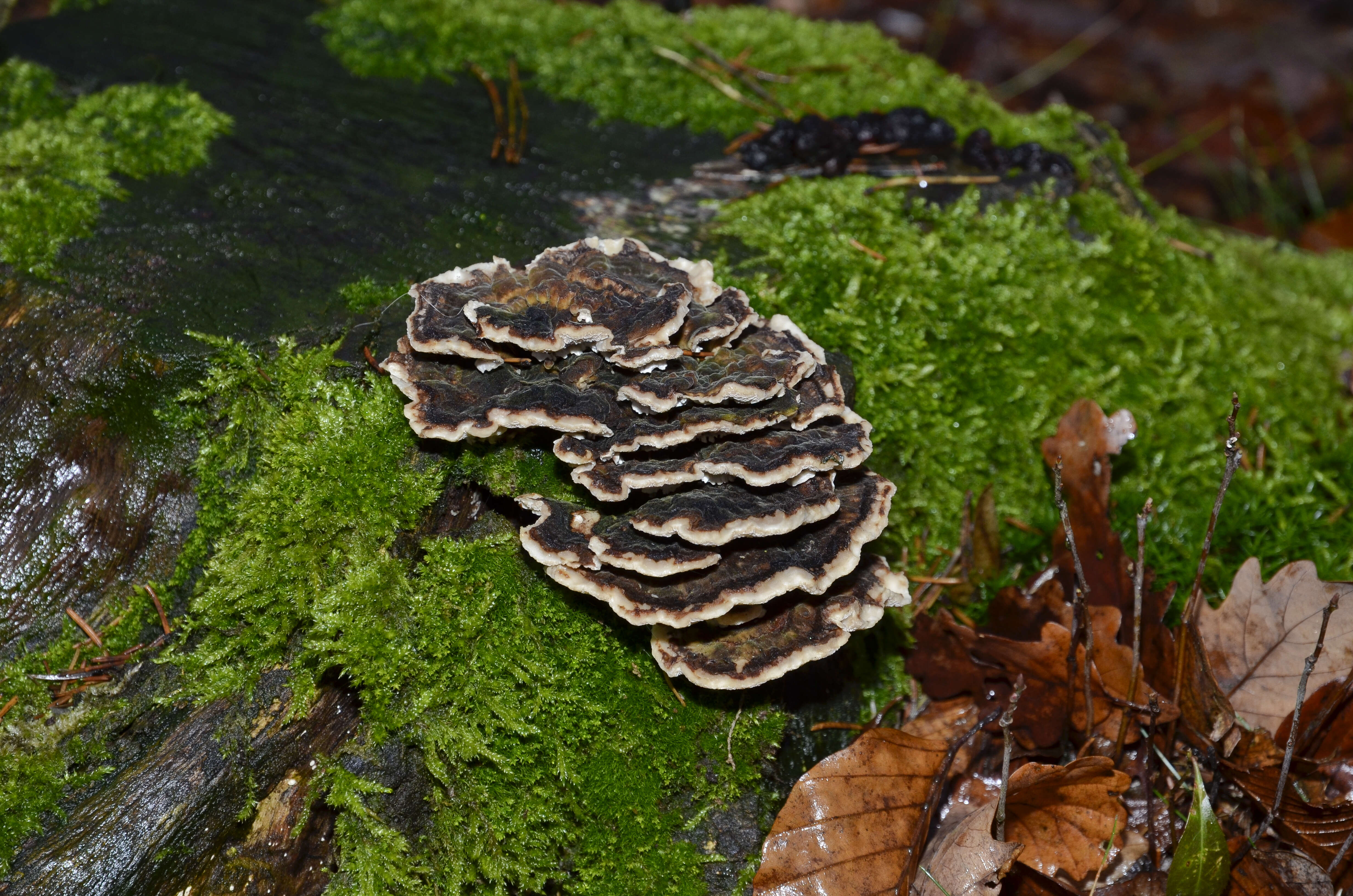 Image of Turkey Tail