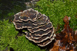 Image of Turkey Tail