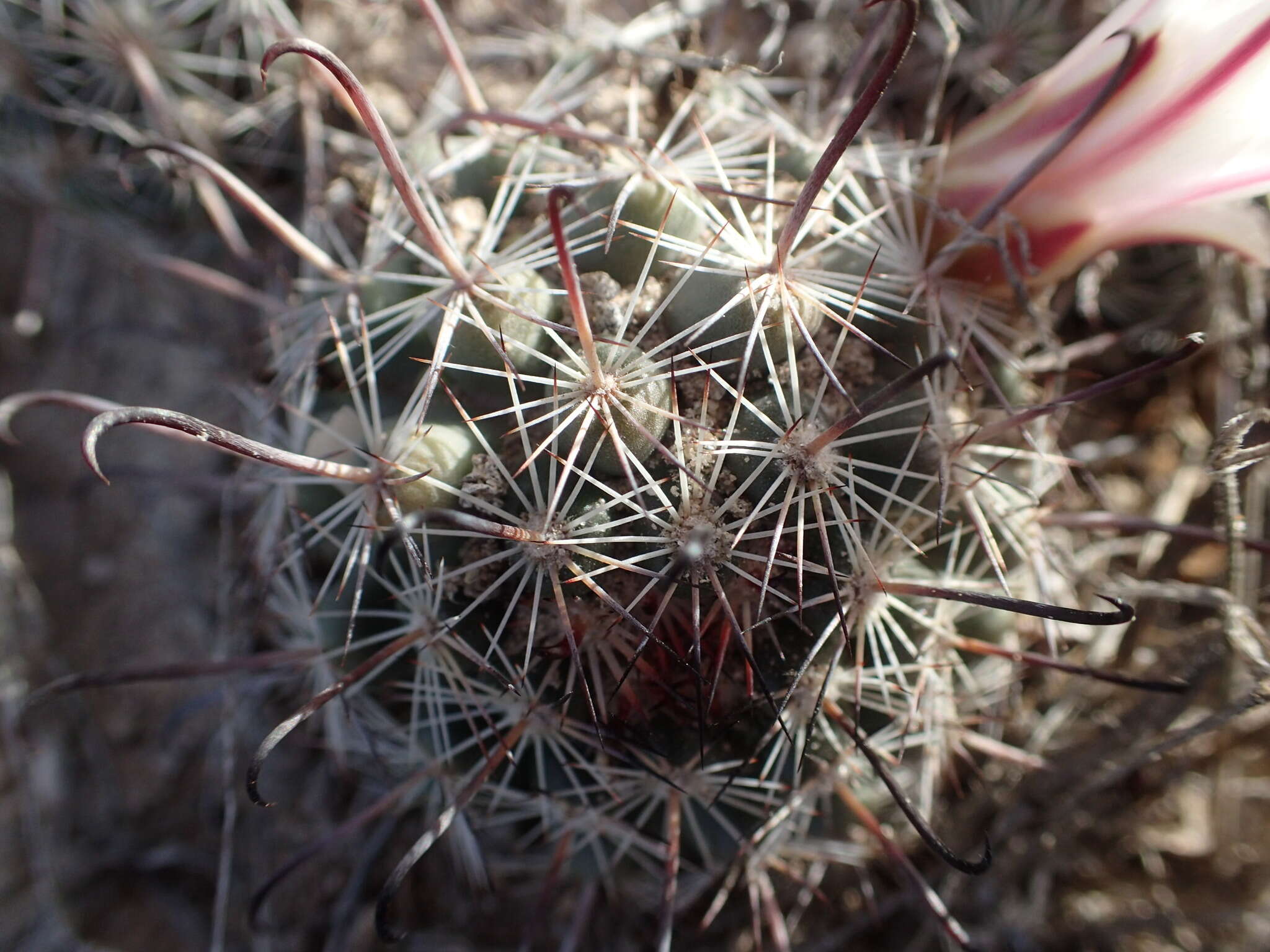 Image of Mammillaria hutchisoniana subsp. hutchisoniana