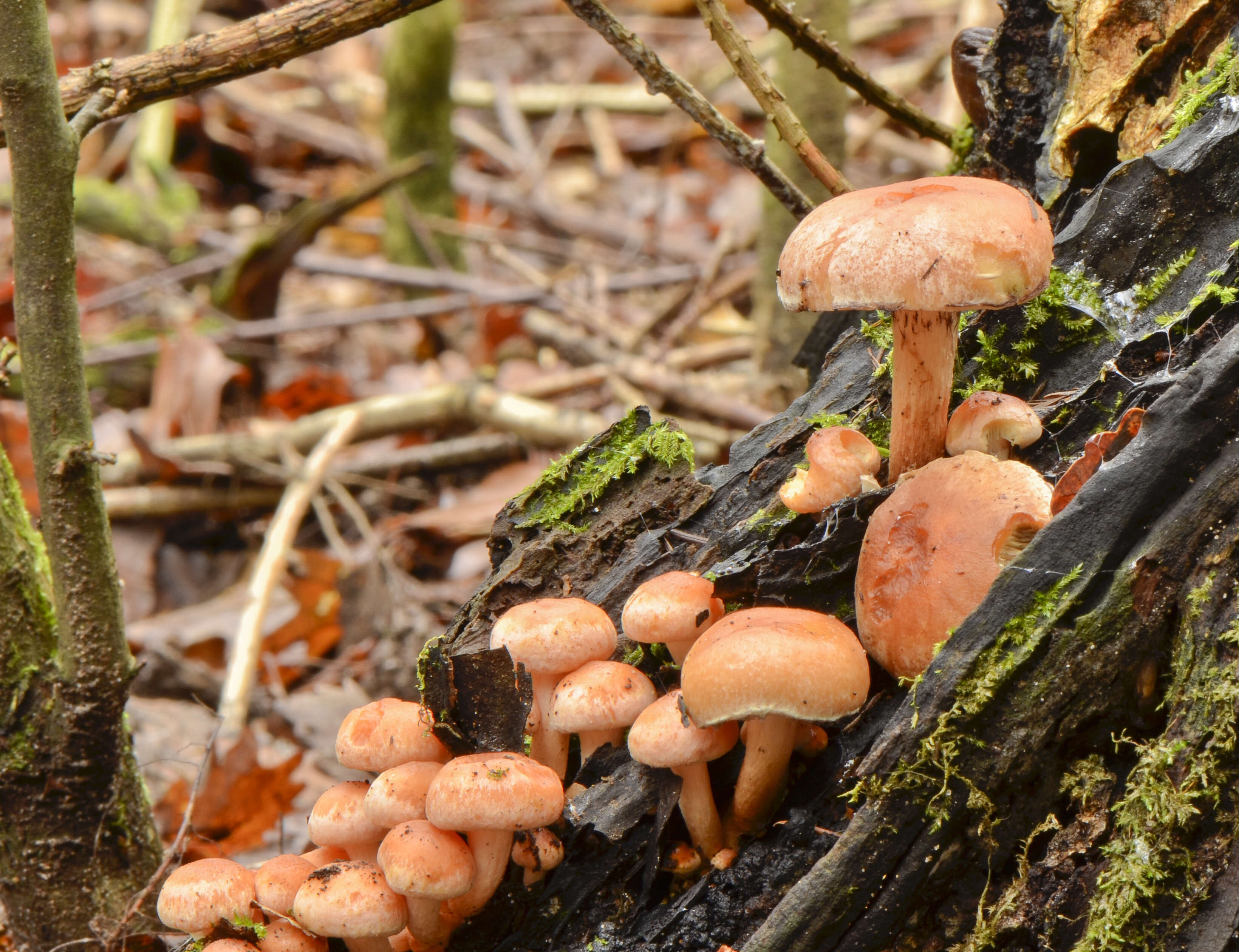 Imagem de Hypholoma lateritium (Schaeff.) P. Kumm. 1871