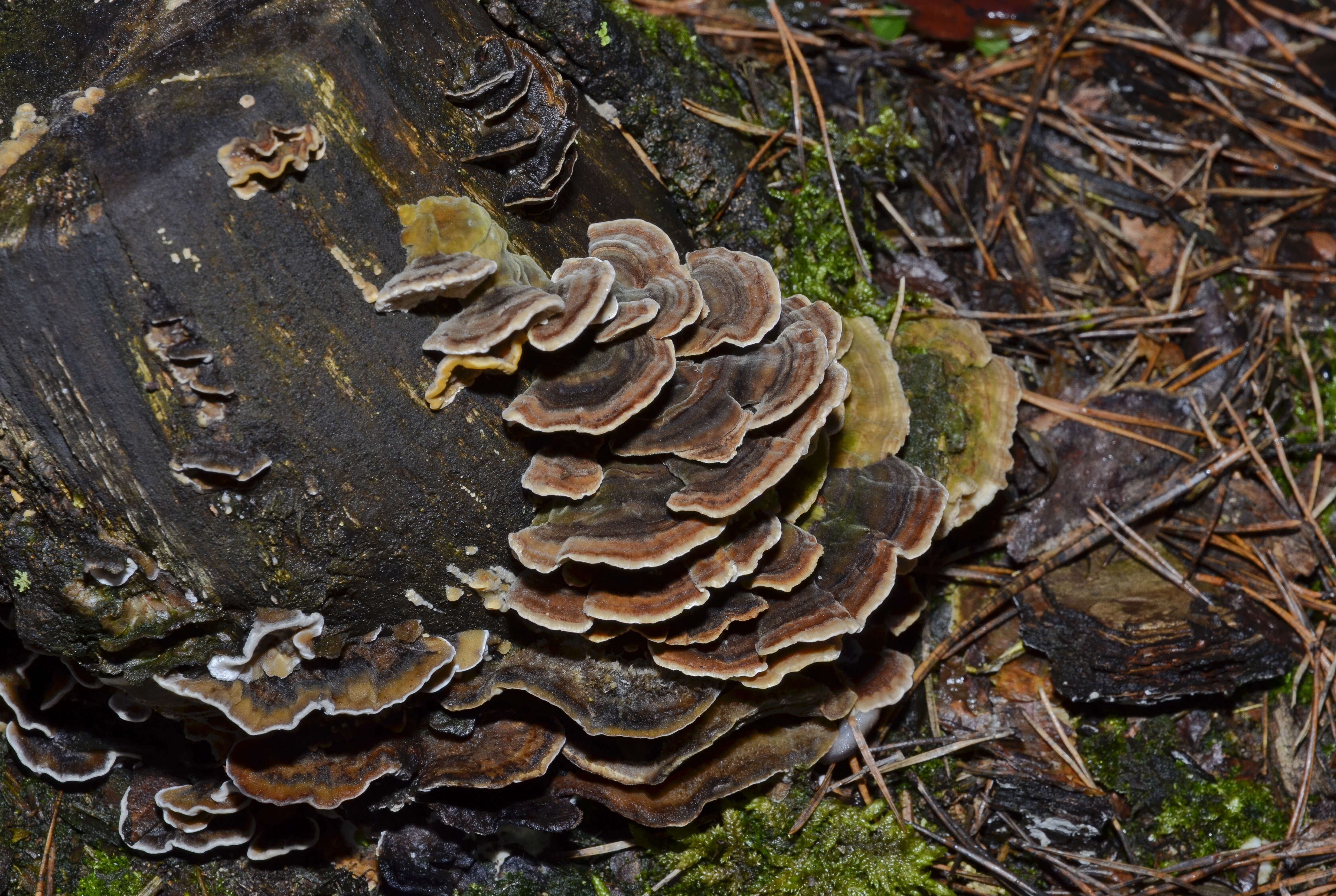 Image of Turkey Tail