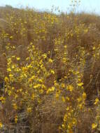 Image of Heermann's tarweed