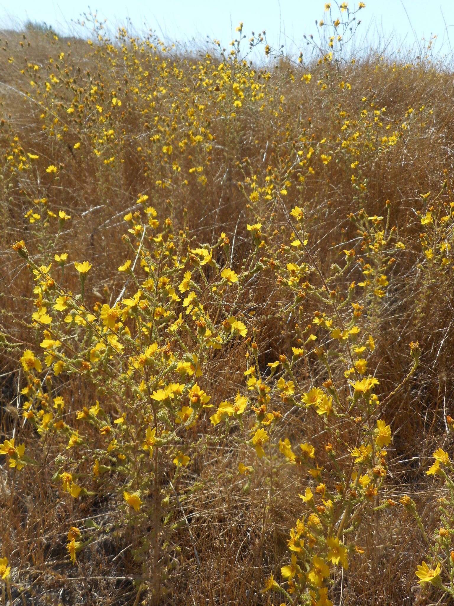 Слика од Holocarpha heermannii (Greene) Keck