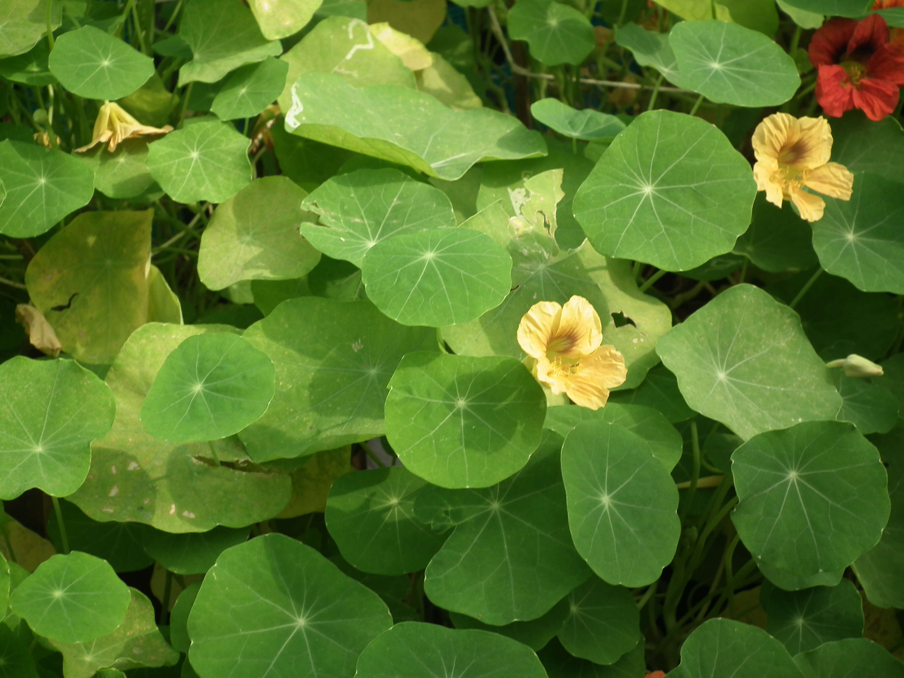 Image of Garden Nasturtium