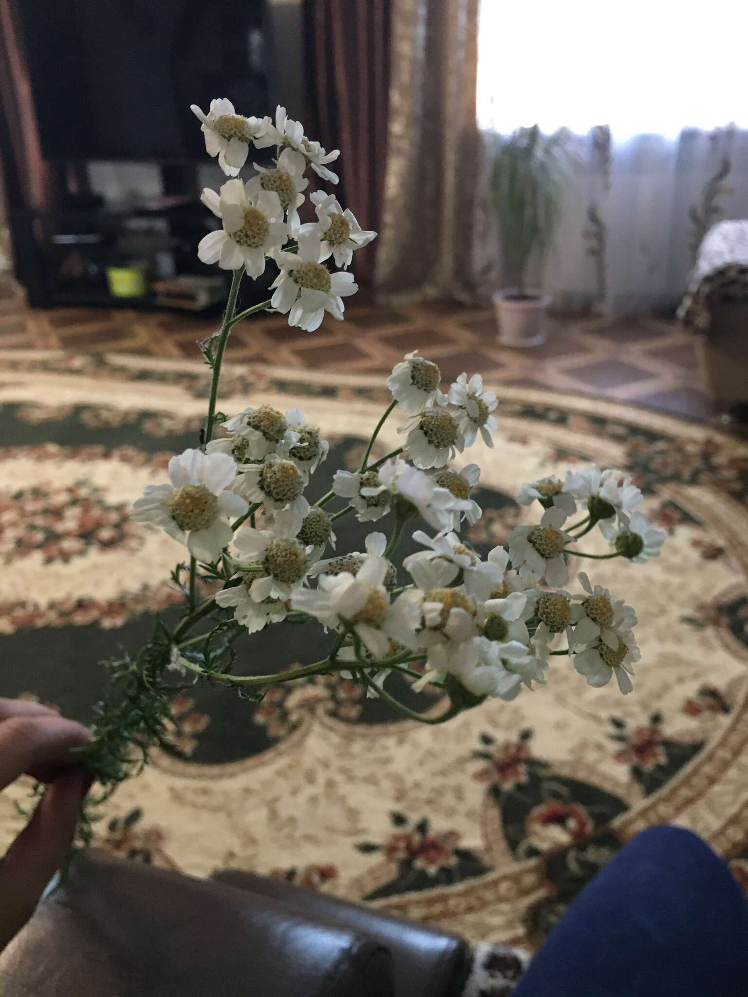 Sivun Achillea impatiens L. kuva