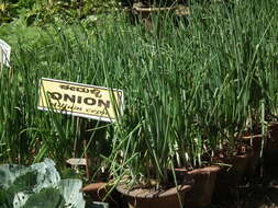 Image of garden onion