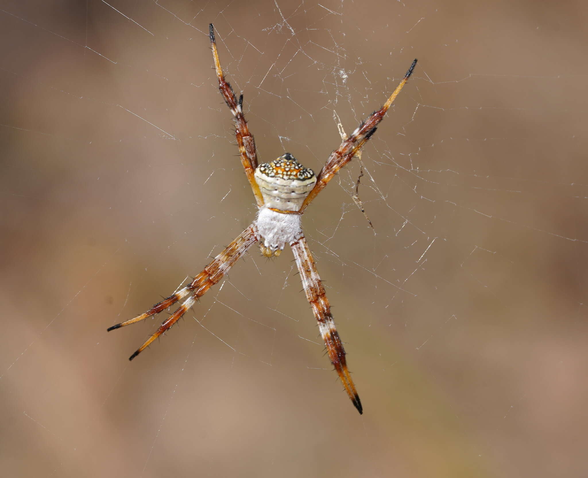 Image of Argiope kochi Levi 1983