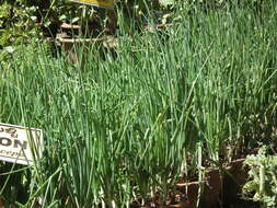 Image of garden onion