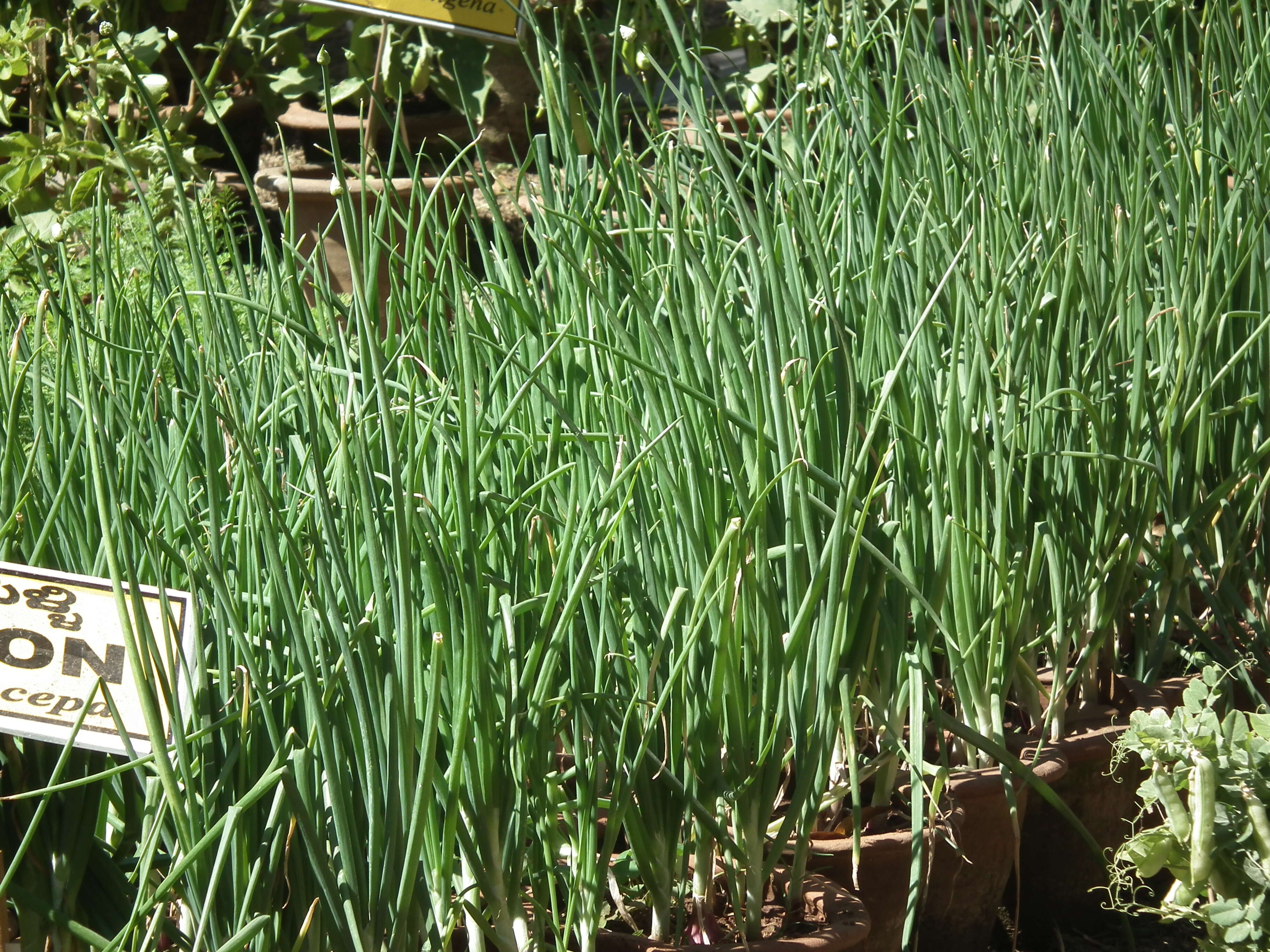 Image of garden onion