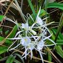 Image of Choctaw spiderlily
