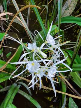 Imagem de Hymenocallis choctawensis Traub