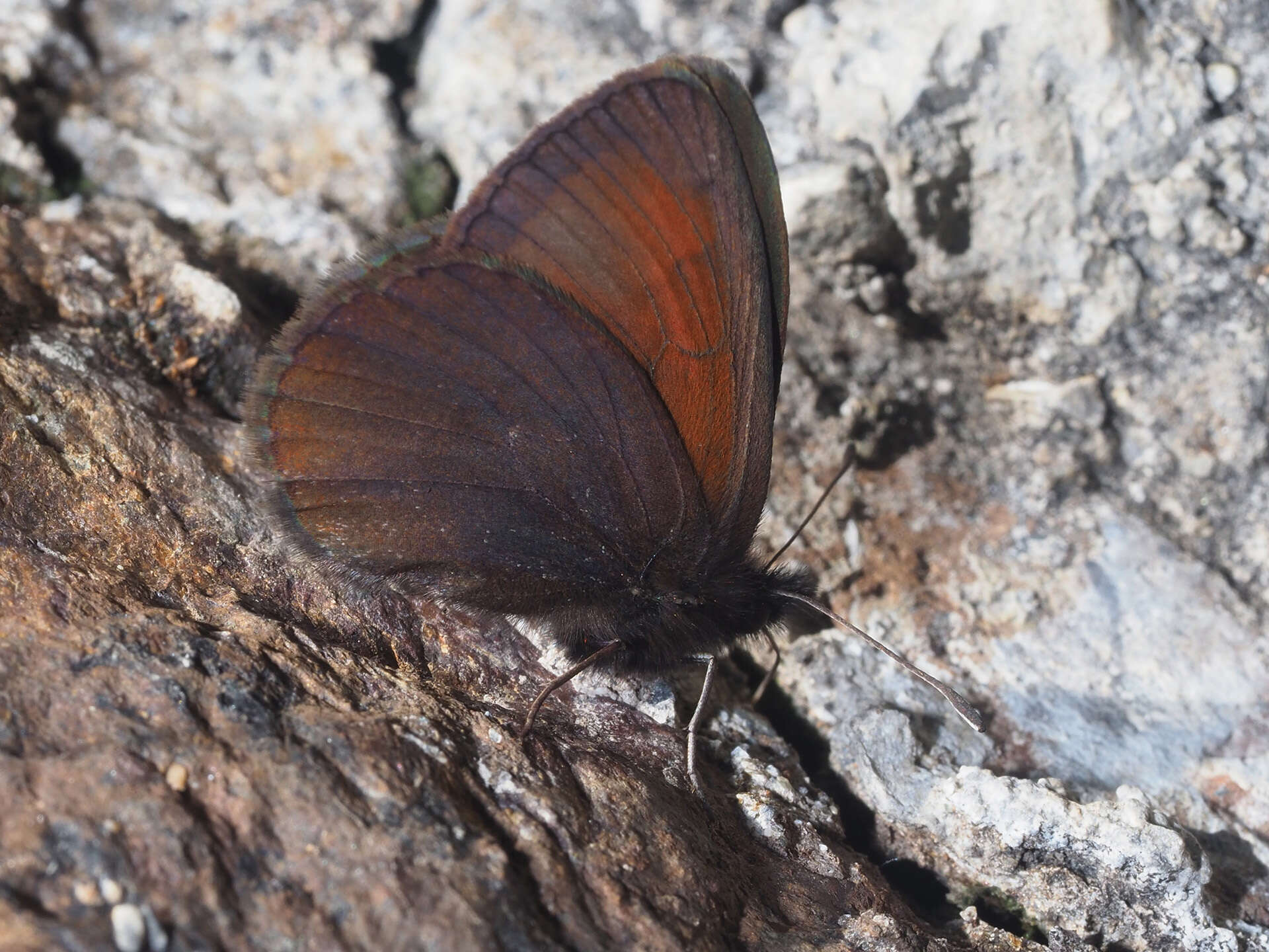 Image of Mnestra’s Ringlet