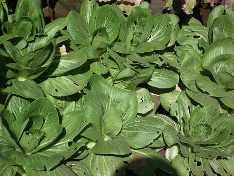 Image of pak choi