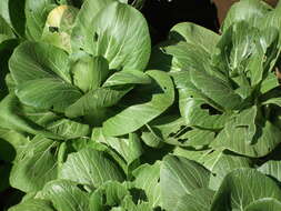 Image of pak choi