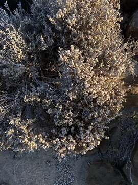 Image of Atriplex julacea S. Wats.