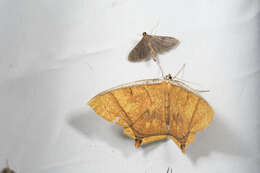 صورة <i>Thinopteryx crocoptera assamensis</i> Swinhoe 1916