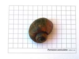 Image of Channeled Applesnail