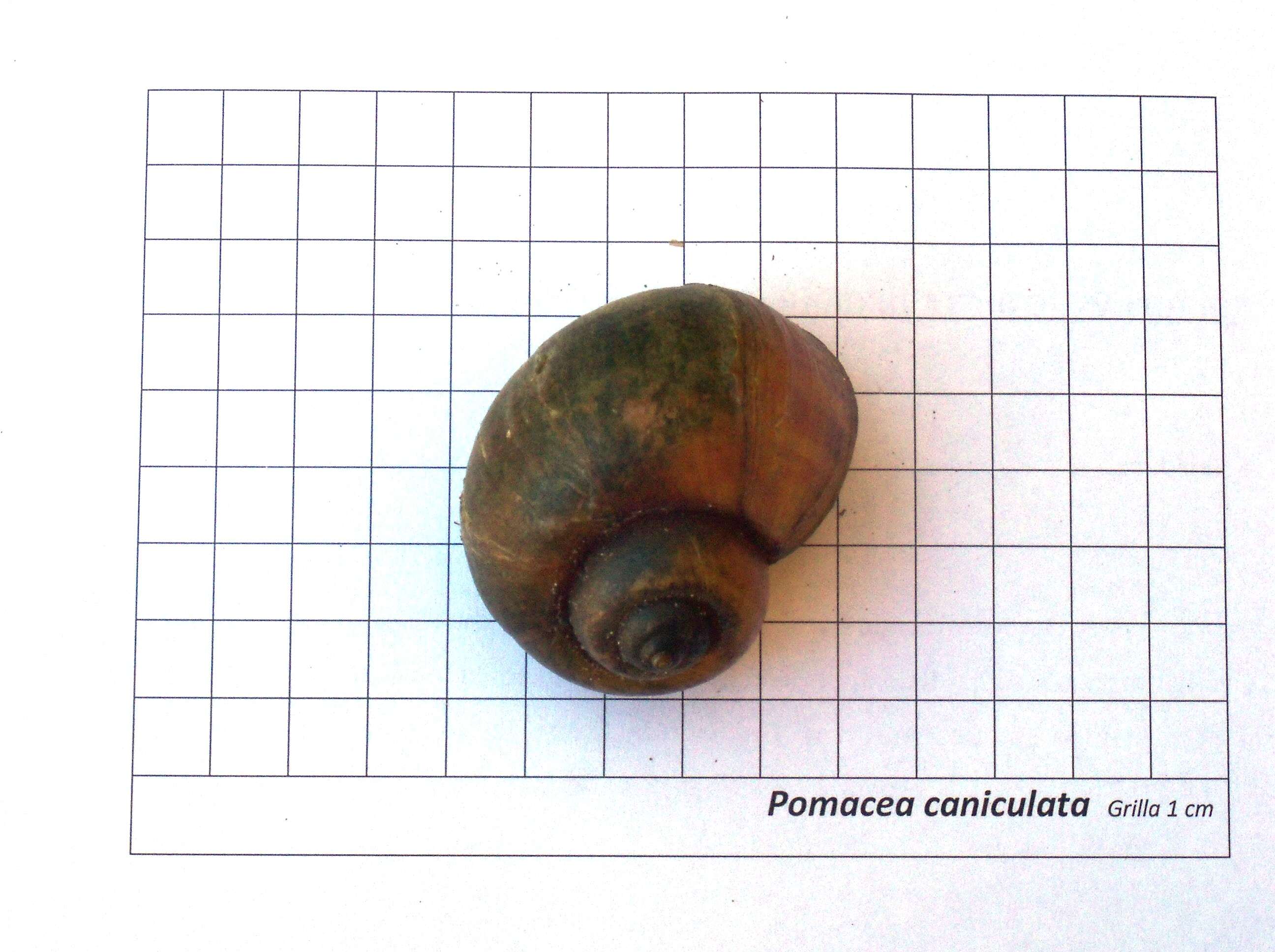 Image of Channeled Applesnail