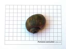 Image of Channeled Applesnail